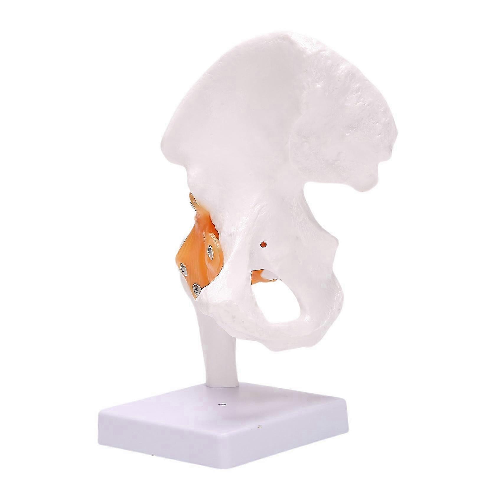 Life Size Hip Bone Model - Hip Joint Model with Flexible Ligaments and Bony Landmarks Human Hip Joi