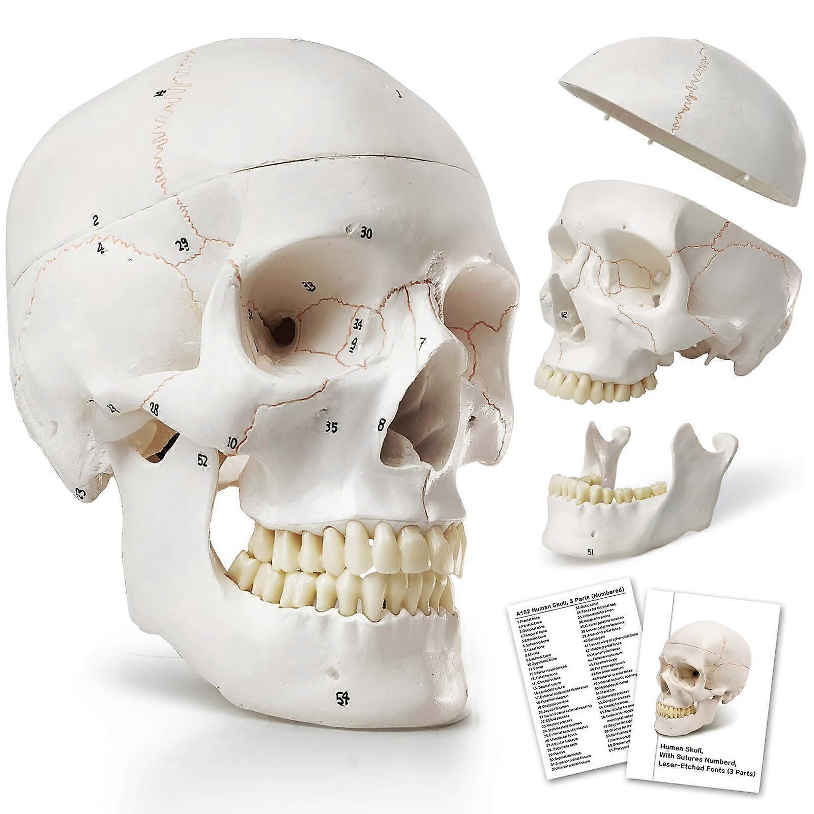 Human Skull Model with Removable Cap and Joint Jaw, Detailed Bone Stitching and Numbers, Full Set Adult Anatomy Teeth