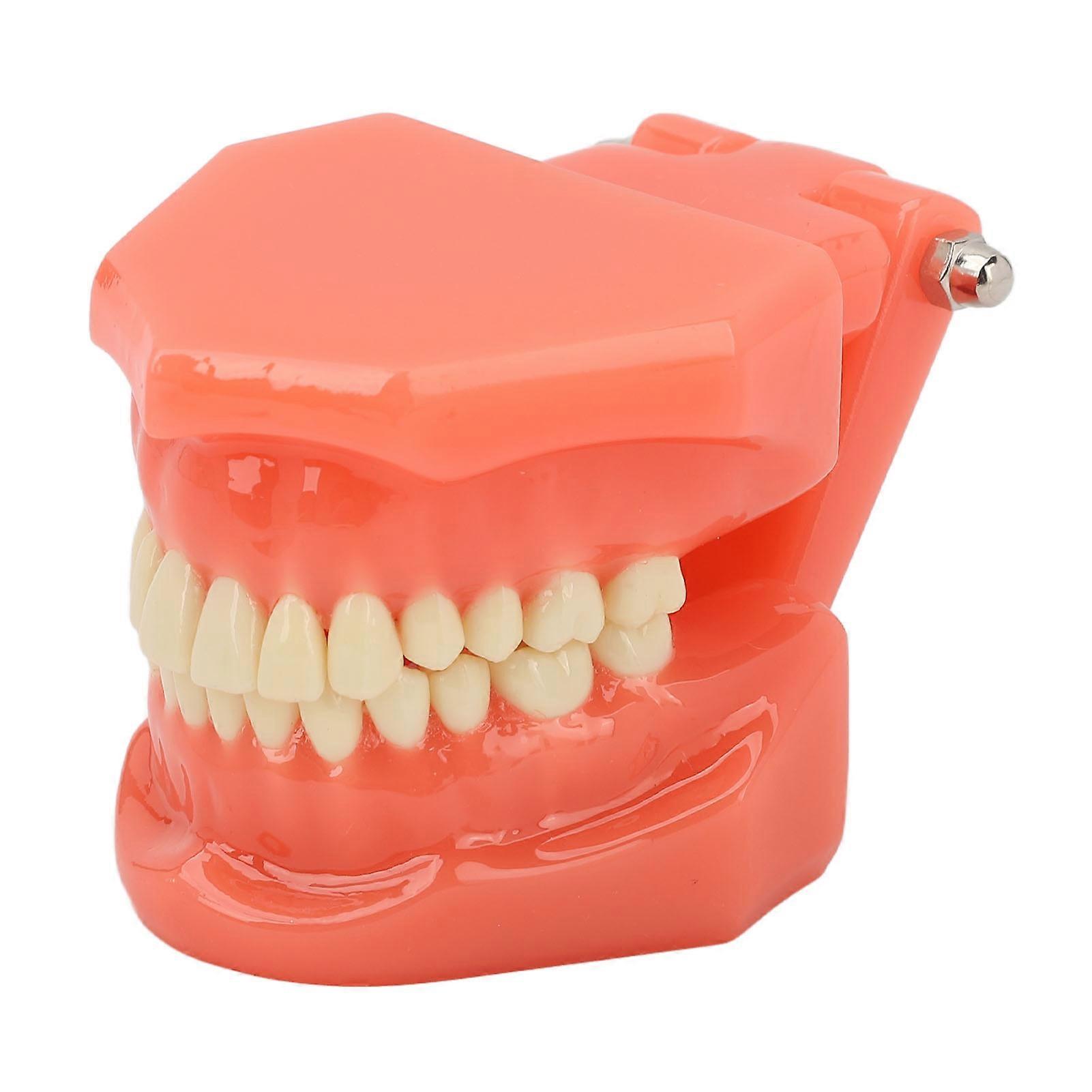 Teeth Model for Dental Teaching and Display Standard Typodont Demonstration for Clinics