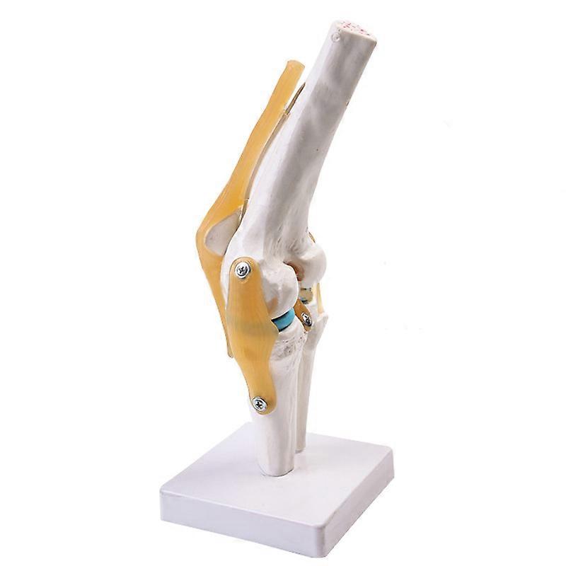 Simulation Knee Model Medical Teaching Demonstration Human Skeleton Model