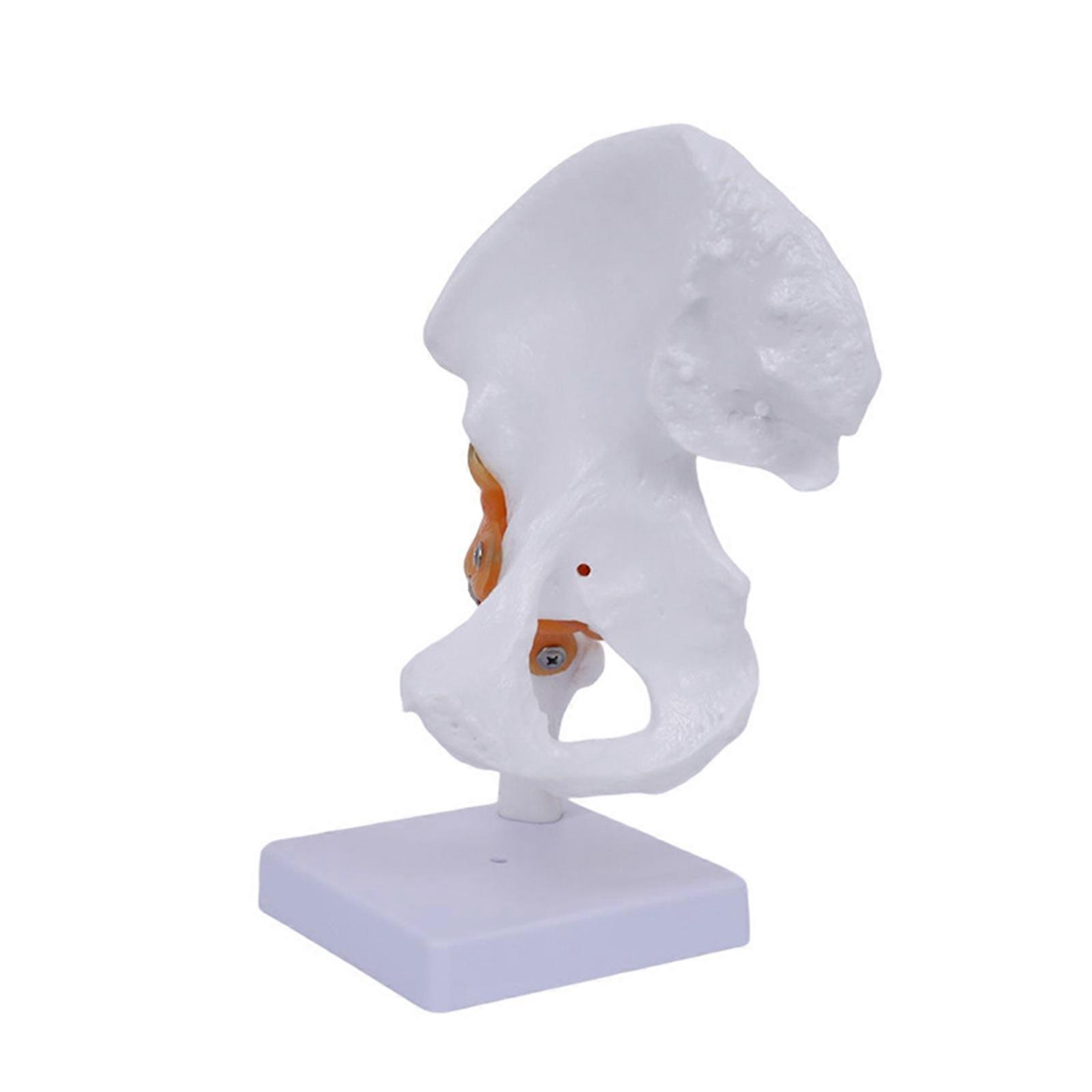 Modelul articulației piciorului uman cu ligamente, flexibil 1: 1 dimensiunea vieții științifice