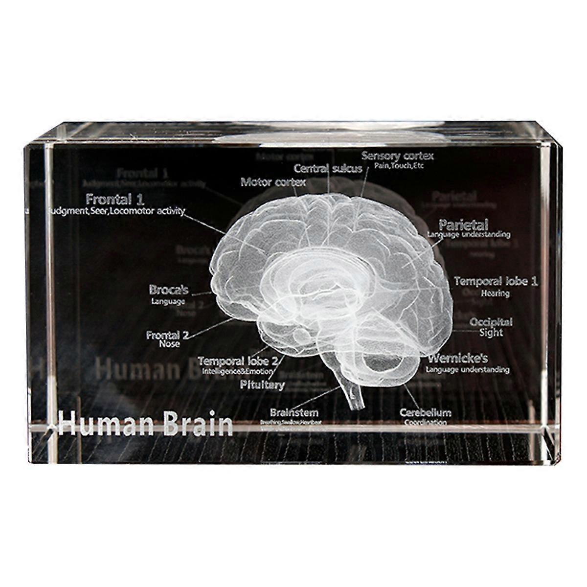 3D brain model cube, human organ paperweight, science gift.