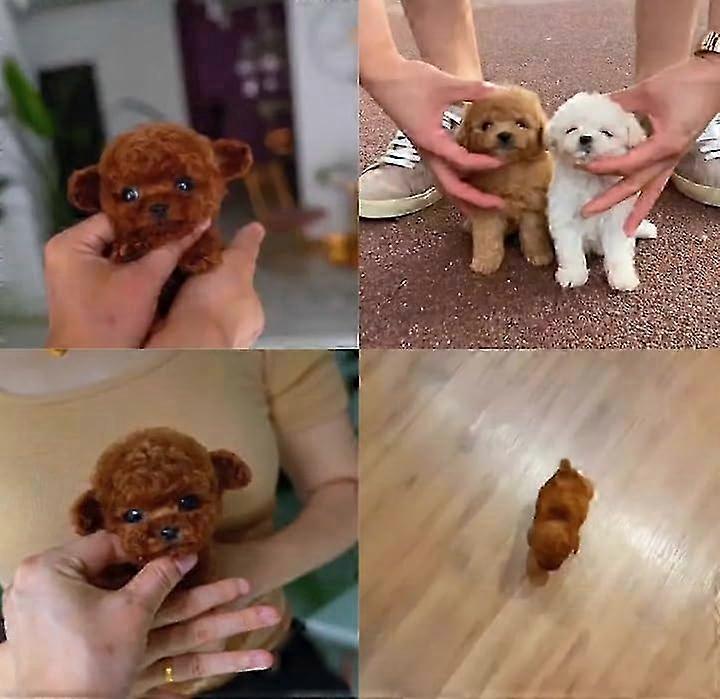 2025 New Robot Dog for Adults, AI Robotic Dog, Nicoo - My Realistic Robot Puppy That Acts Like a Real Puppy - Walking, Barking, Tail Wagging