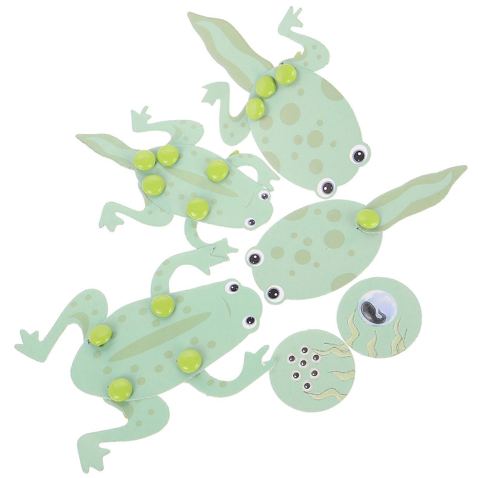 Frog Biology Material Learning Kit for Students with Tadpole Model 1Set