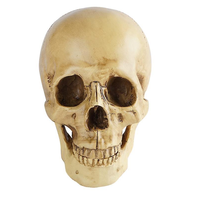 Yaşam Boyutu Kafatası Modeli Gerçekçi Çıkarılabilir Mandibula Eğitim Çalışması Anatomi Öğrenci Reçine Kafatası Orn
