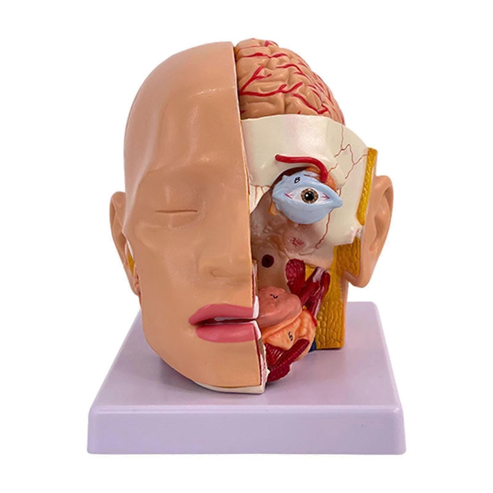 Människohuvud Anatomisk modell Utbildningsvisningsverktyg för forskningsstudier