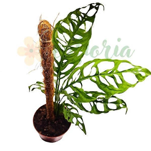 Monstera obliqua 'Peru', doniczka o średnicy 5,5 cm.