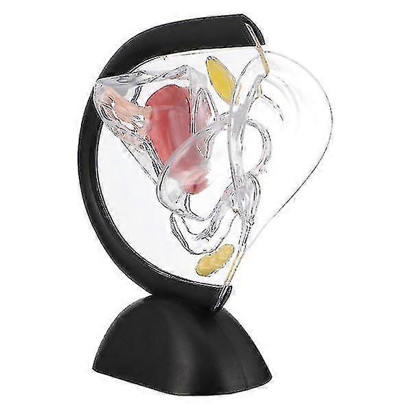 Uterus Structure Model Medical Uterus Model Human Organ Model Teaching Tool