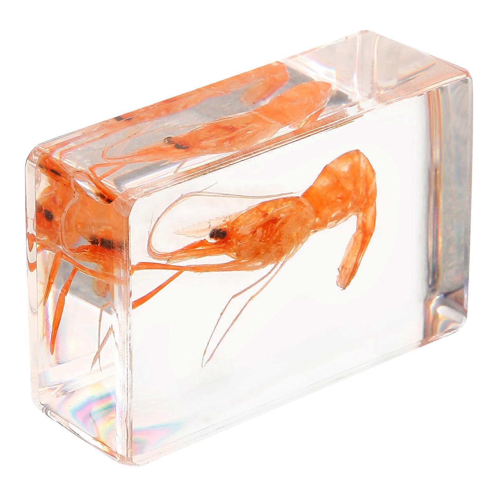 Artificial Resin Specimen Shrimp Specimen Education Teaching Tool Home Collection
