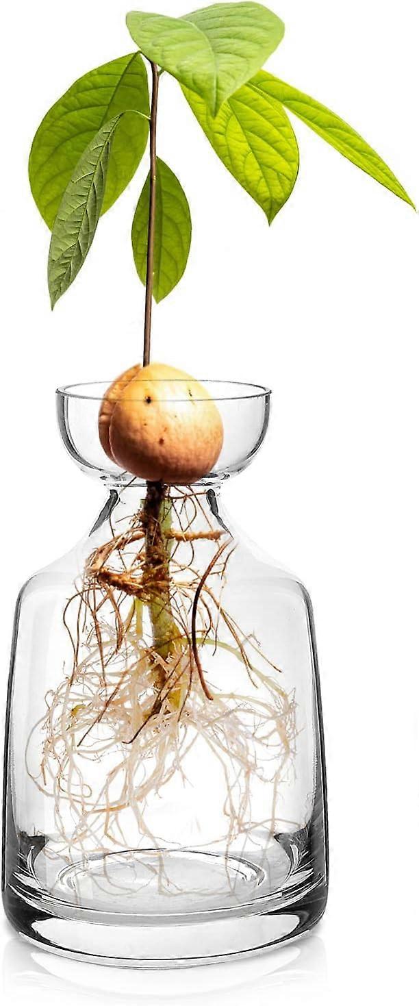 Glass Avocado Tree Growing Kit with Acorn Glass Plant Bulb Vase for Home Table and Desk Decor, Clear Color, Modern Style