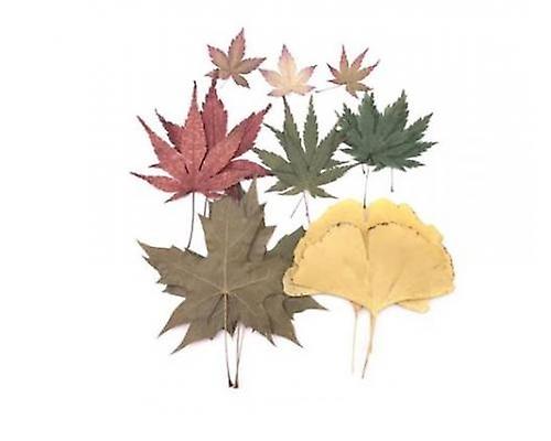 Phalaenopsis Dried Leaves