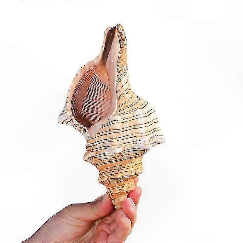 Large Striped Conch Shell | 5.5"-6.3" Decorative Seashell for Display | Single Piece Ocean-Inspired Collectible