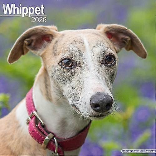 Whippet Calendar 2026  Square Dog Breed Wall Calendar  16 Month Calendar Book