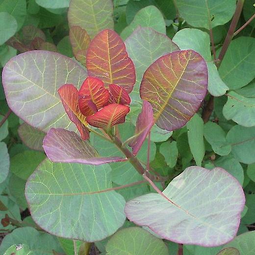 Cotinus staromódní. Kouřový keř.