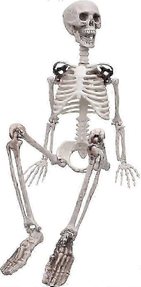 Halloween skeleton full body life like skeleton model with movable joints for halloween decoration
