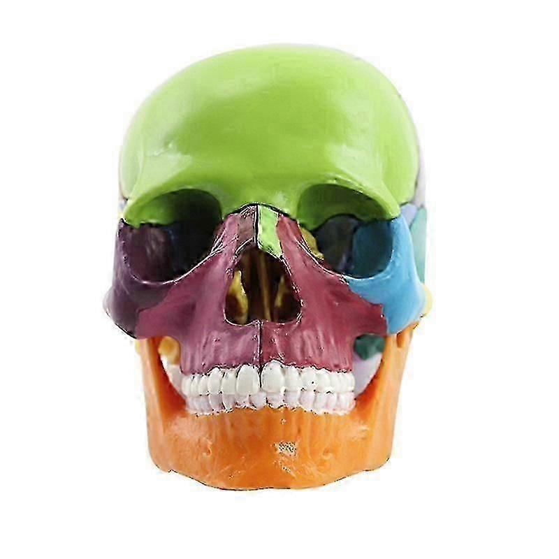 Medical-Skull Human Body Model Education Skull Model 1:2 for Student Teaching Study Assembling Mode