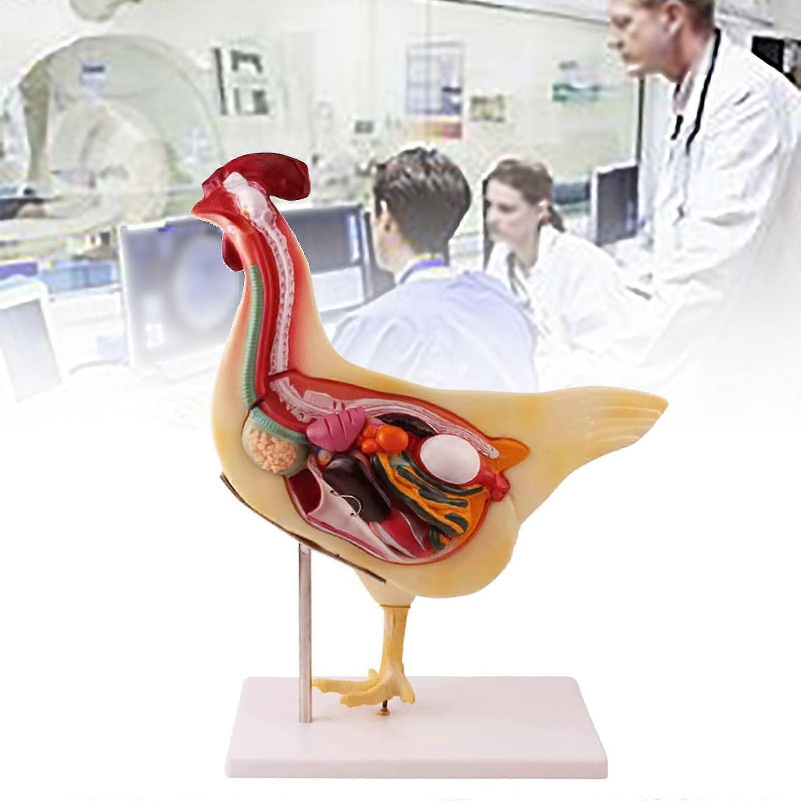 Anatomical chicken model, 3DPVC dissection model with removable organs, for students and educators, Yellow