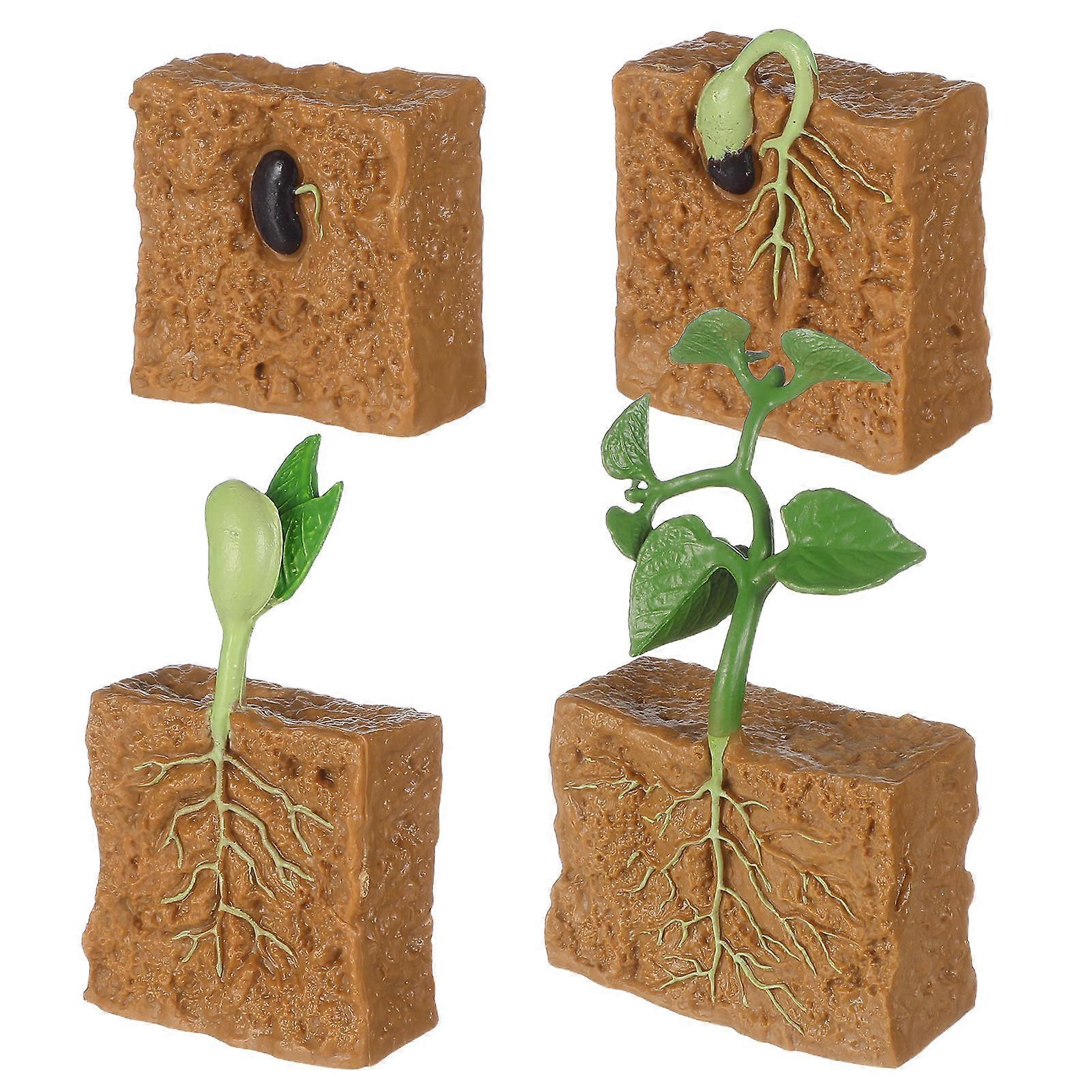Simulation Toy Plant Growth Cycle Model Set for Kids 1Set