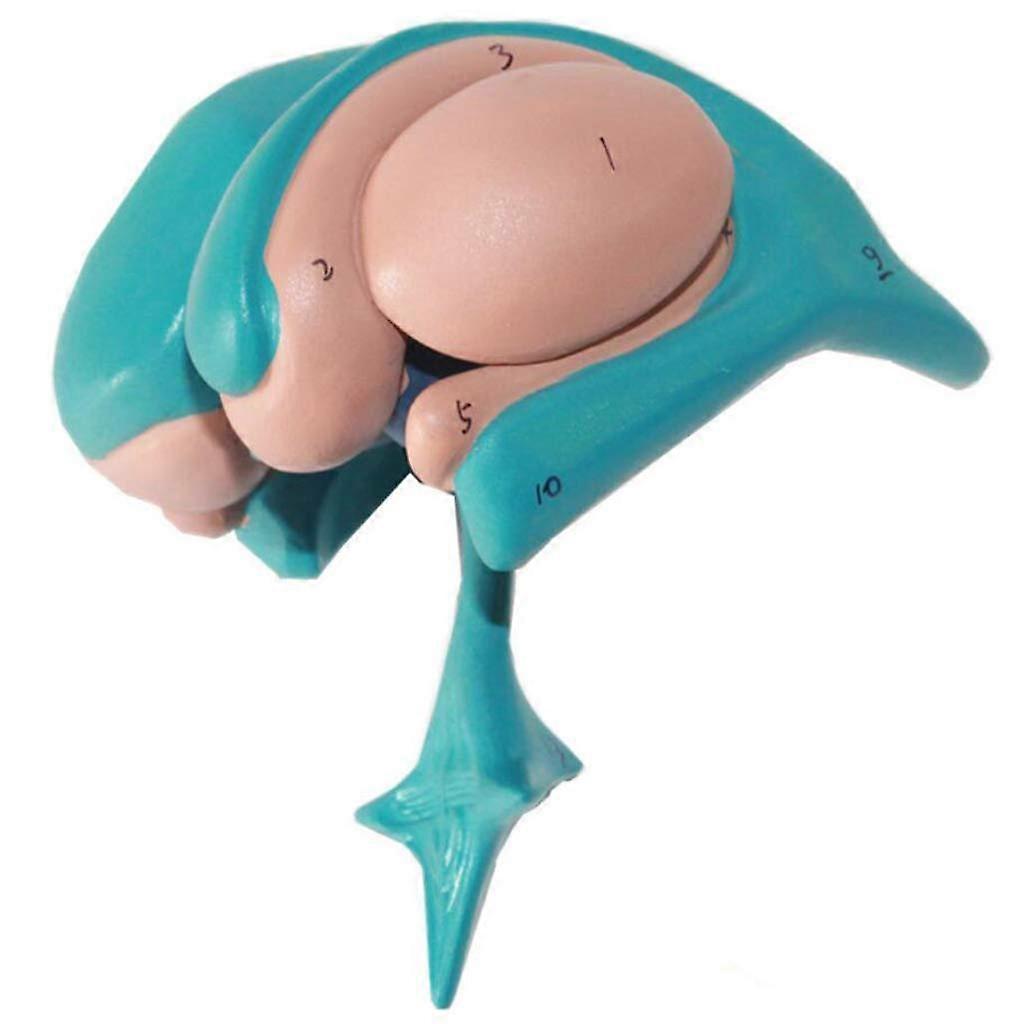 Anatomical Brain Model PVC with Labeled Structures for Medical Teaching and Study