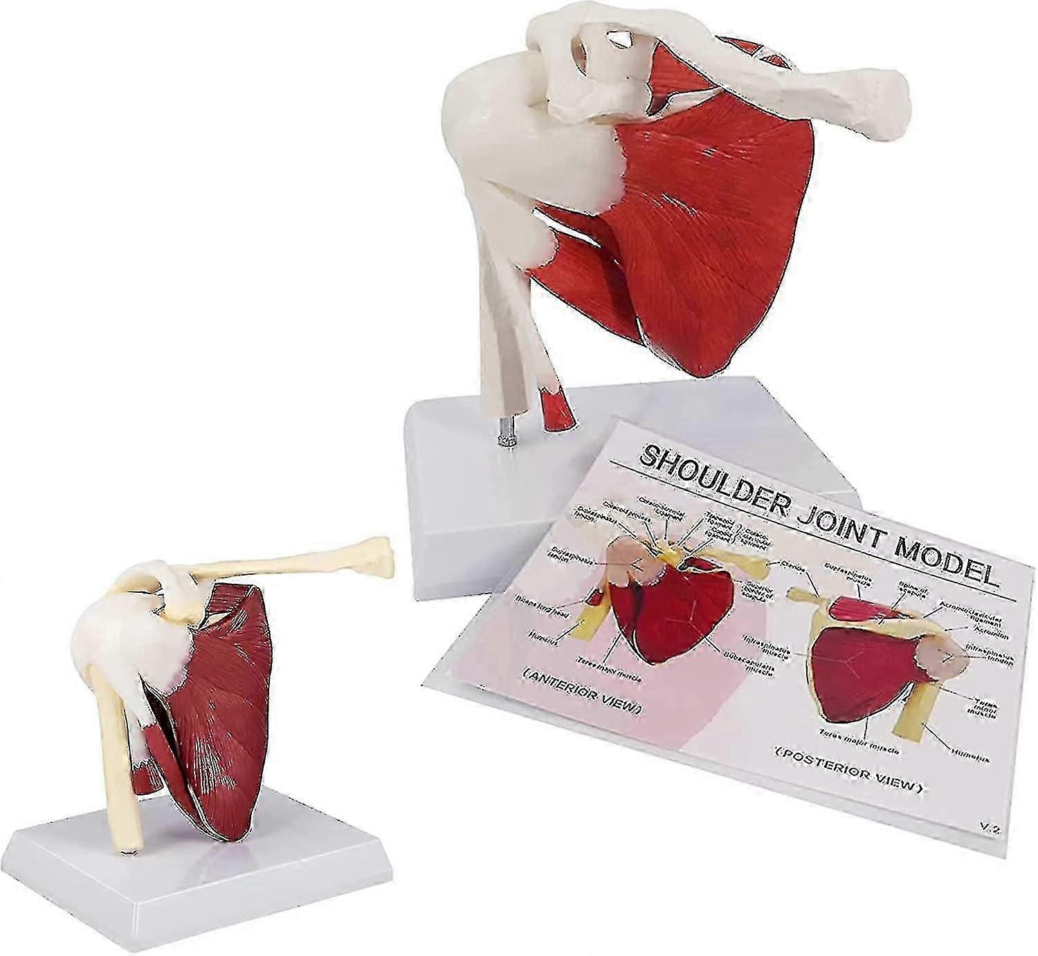Human Shoulder Joint Ligament Muscled Skeleton Anatomical Model For Teaching
