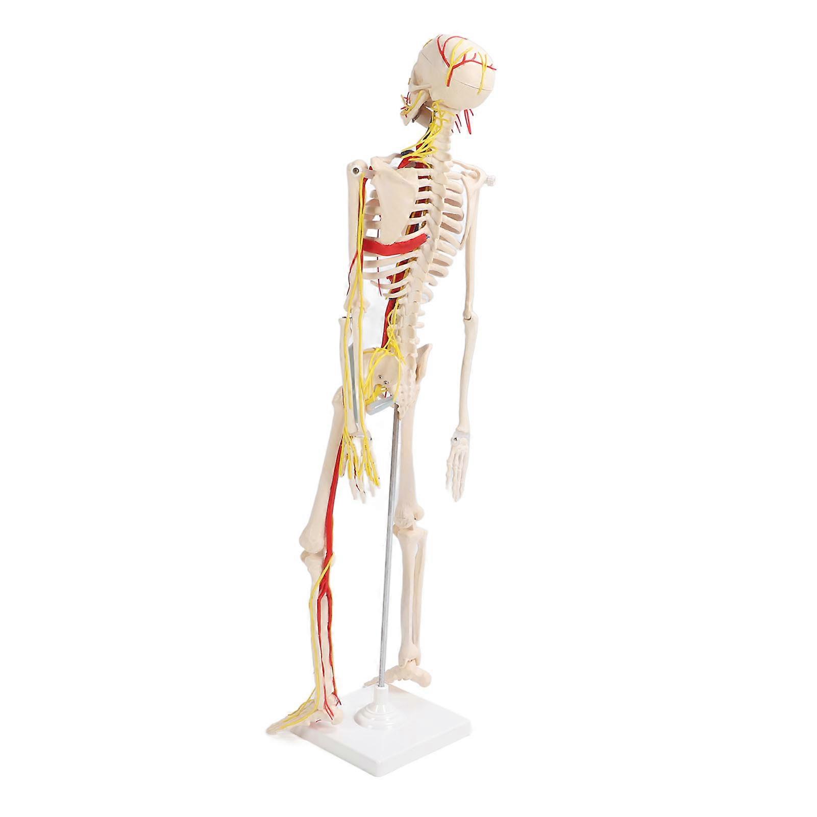 85cm DIY Human Skeleton Model with Movable Joints Educational Toy