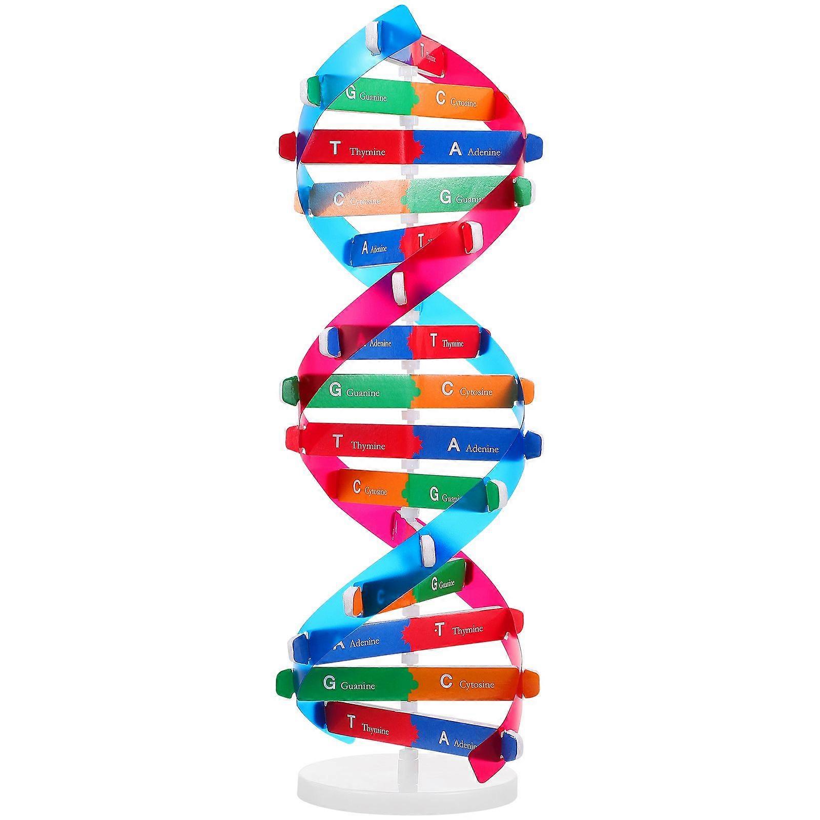 Educational DNA Double Helix Model for Children DIY Genetic Structure Learning Toy Interactive Science Kit