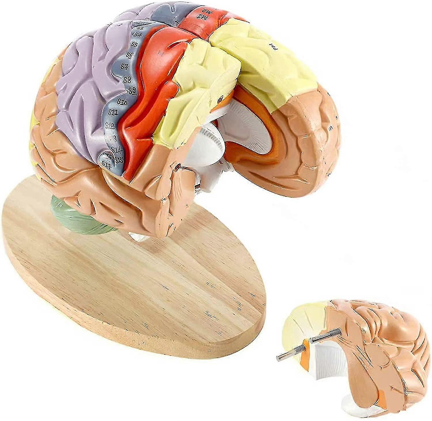 Anatomy Model, Human Brain Model With Labels,4 Parts Detachable 2x Life-size,color-coded Human Regional Brain For Neuroscience Teaching,learning Scien