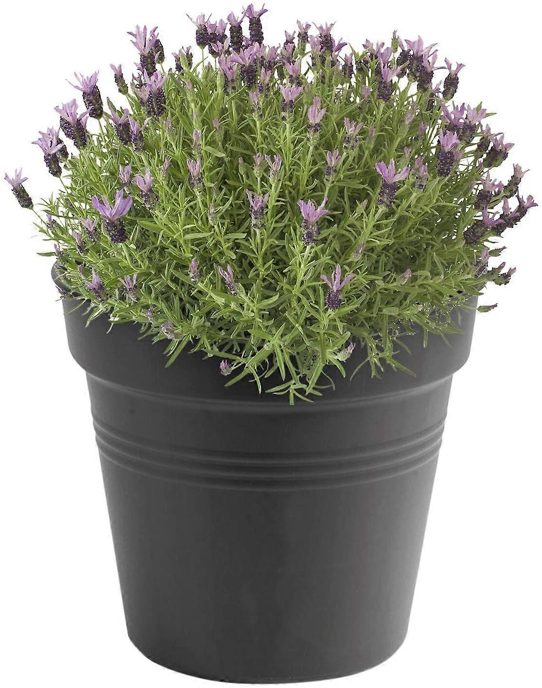 Green Basic Incubator 13 - Incubator - Dark Grey - Inside and Outside -  17 x H 15.6 cm