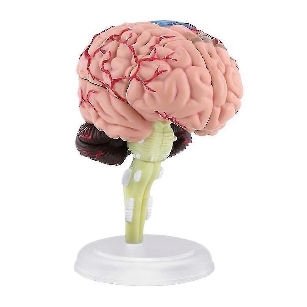4d Disassembled Anatomical Human Brain Model Anatomy Teaching L9u4 Tool