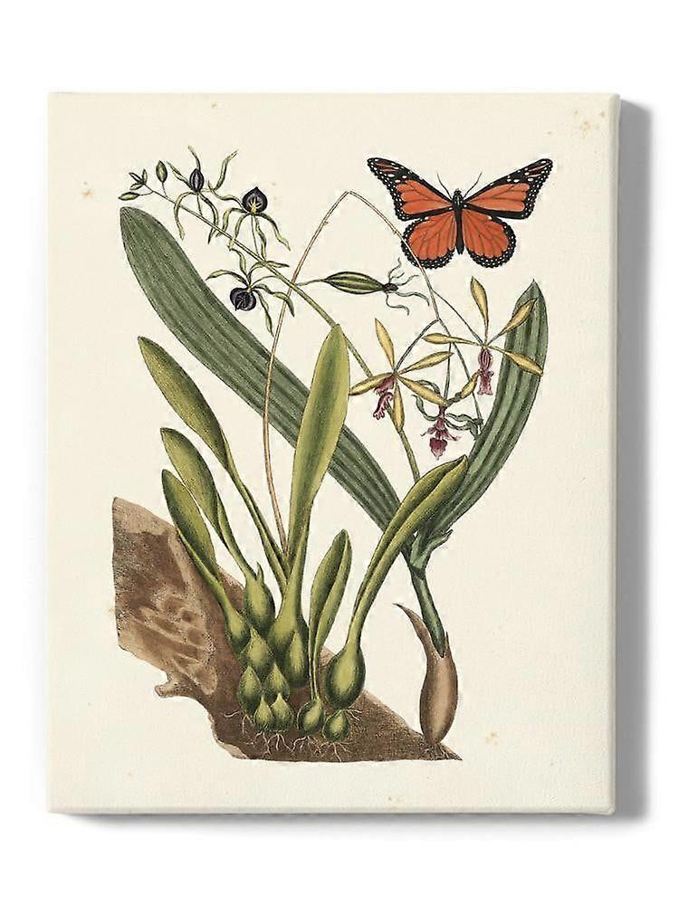 Sm Catesby Butterfly Iv Lienzo envuelto -Mark Catesby Designs,-ouyab1552