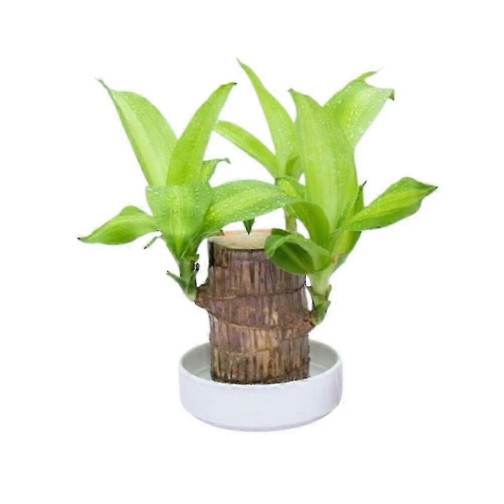 Planta de água interna de bambu da sorte brasileira 8cm com botões