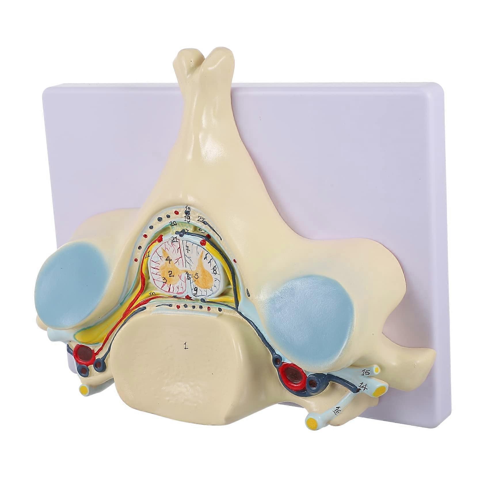 Cervical Spine Model with Fifth Vertebra, Clear Anatomy Display, Removable Base for Teaching