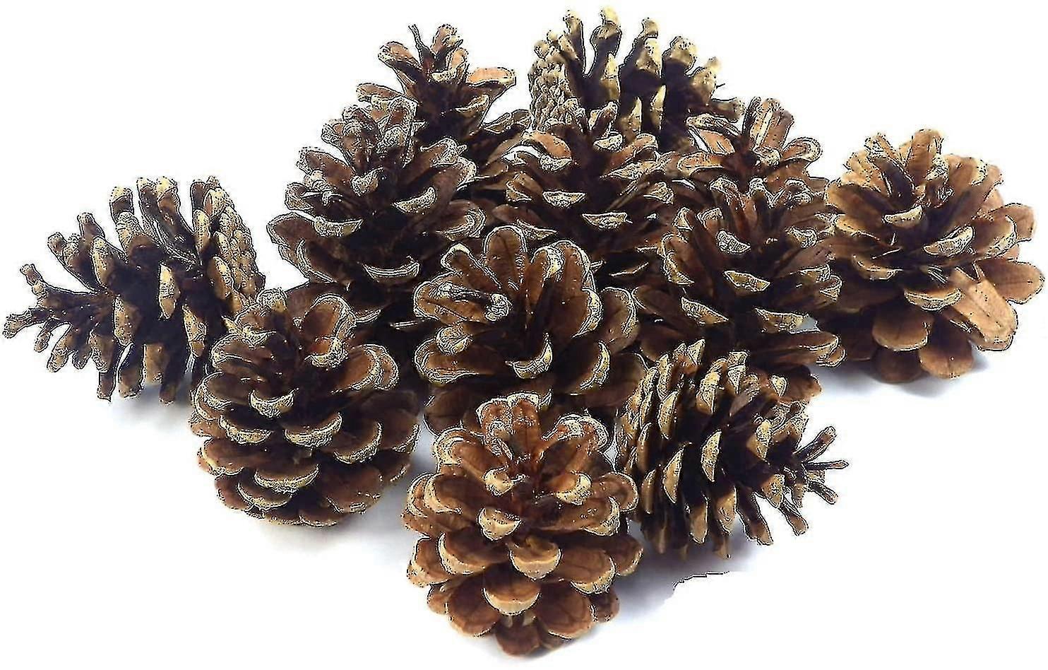 Pine Cones 24 Pieces Pine Cones Decorative