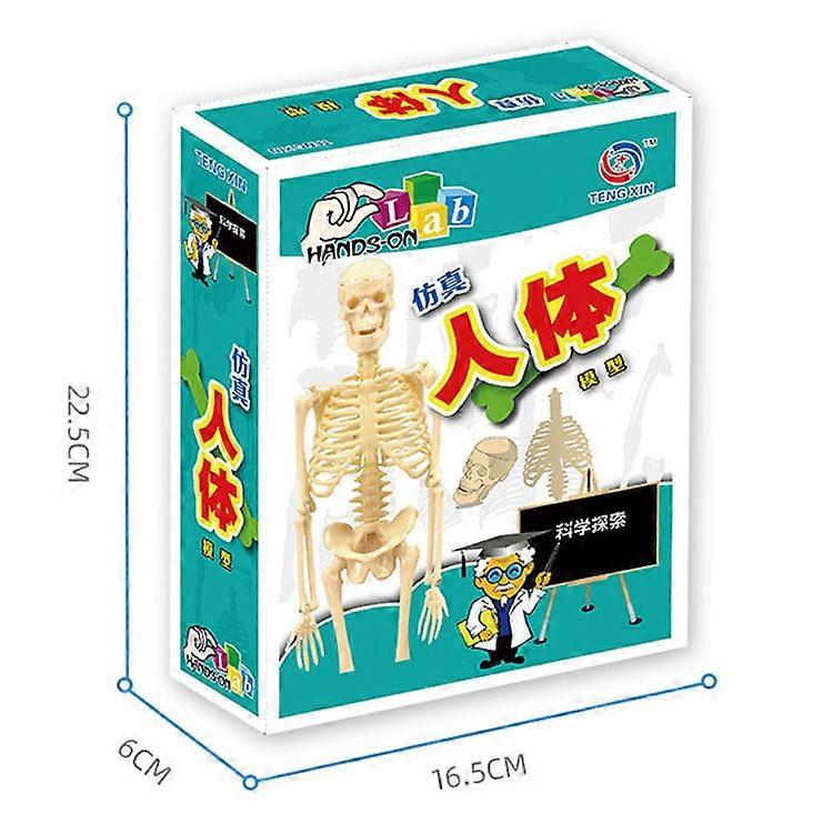 3D Human Body Anatomy Model Toys Children Plastic DIY Science Early Learning Aids Educational Toy I.166648650