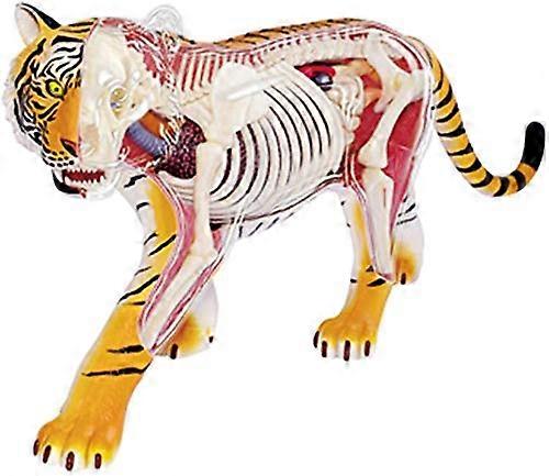 Teaching 4D Animal Anatomical Model With Visual Detachable Organs And Translucent Skeleton Educational Aid Gift