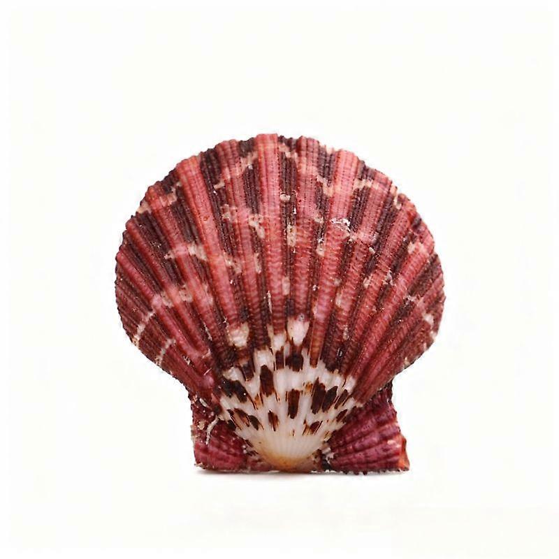 Painted Bivalve Scallop Shell For Aquarium And Home Decor