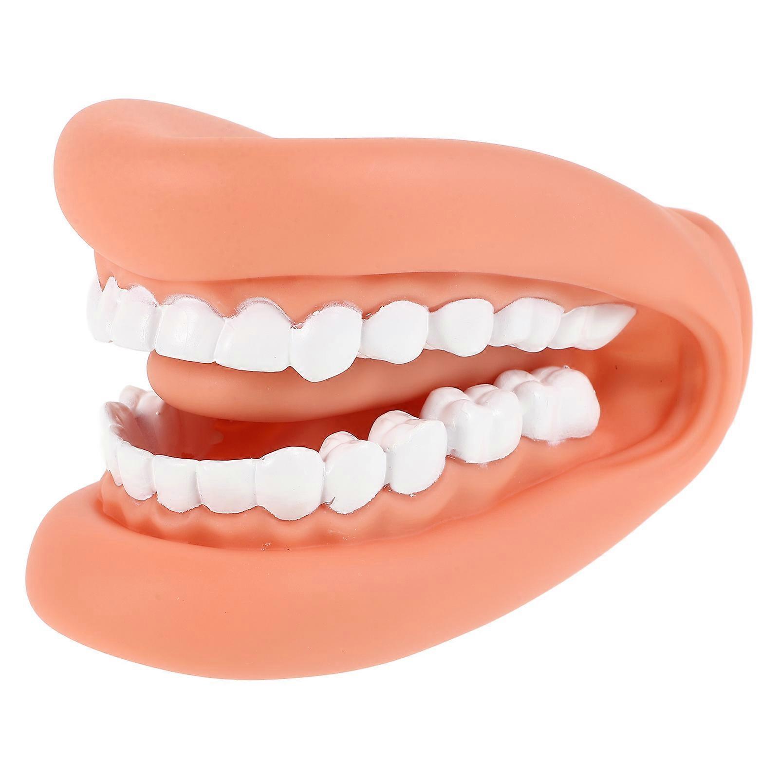 Teeth Teaching Model Human Teeth Model for Dental Use