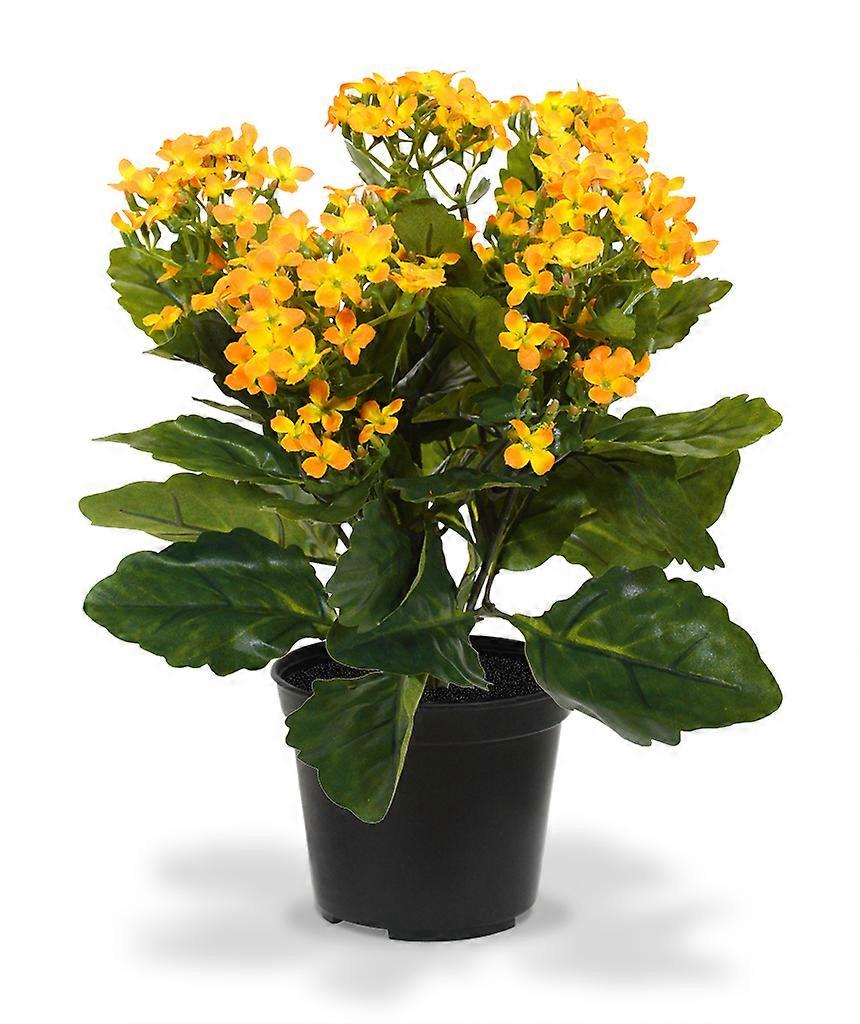Kalanchoe (30 cm)