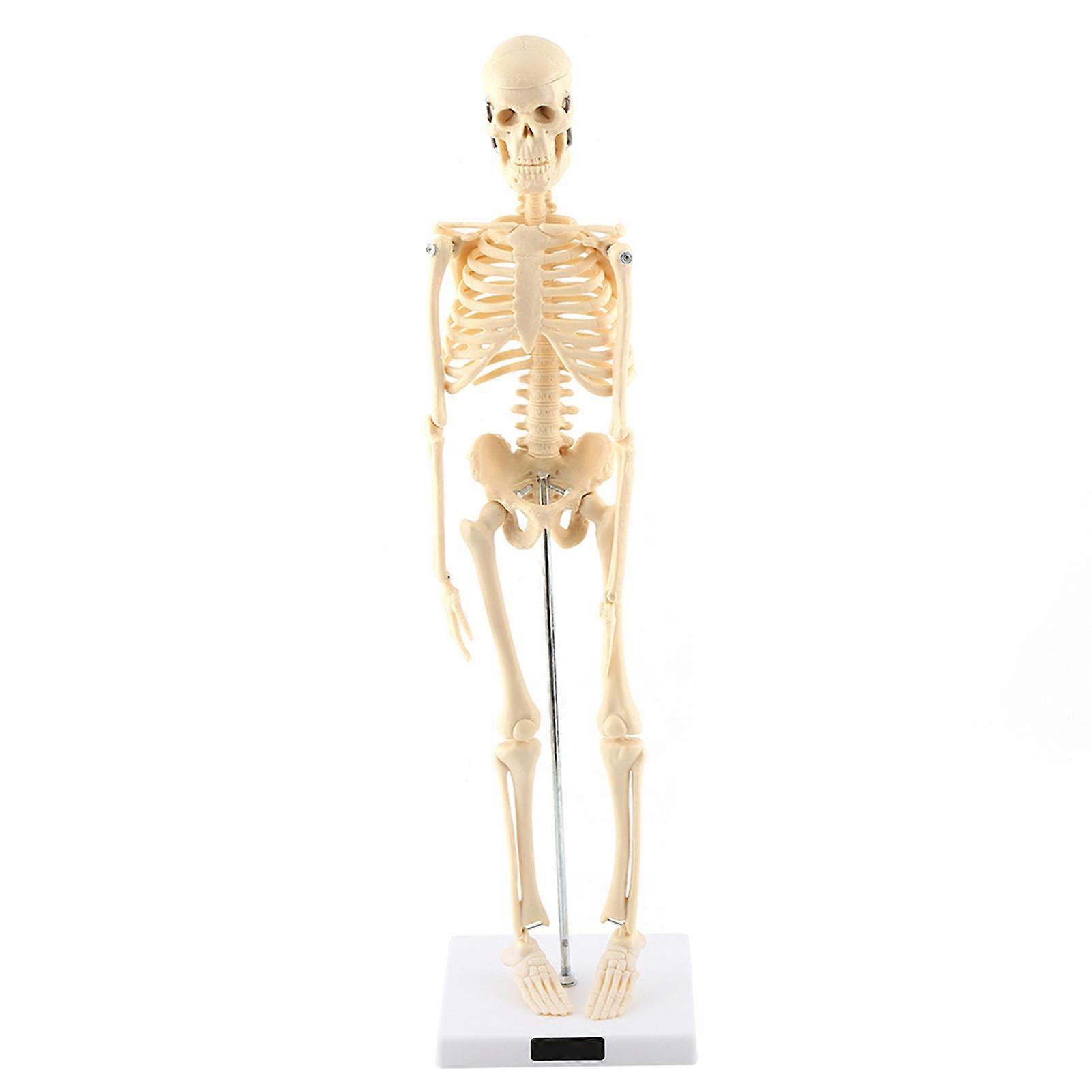 1pc Modèle anatomique de squelette humain Outil d’enseignement de l’anatomie médicale avec base