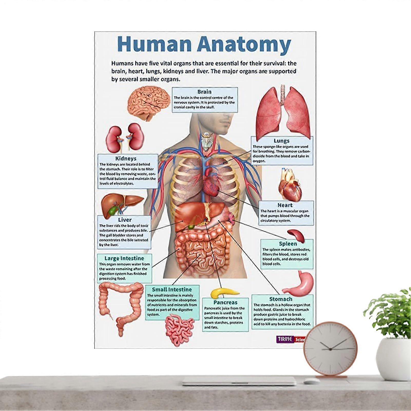 Muscle Anatomy Poster 16x Size, Nervous System Posters, Comprehensive Anatomical Charts For Classroom Lab School
