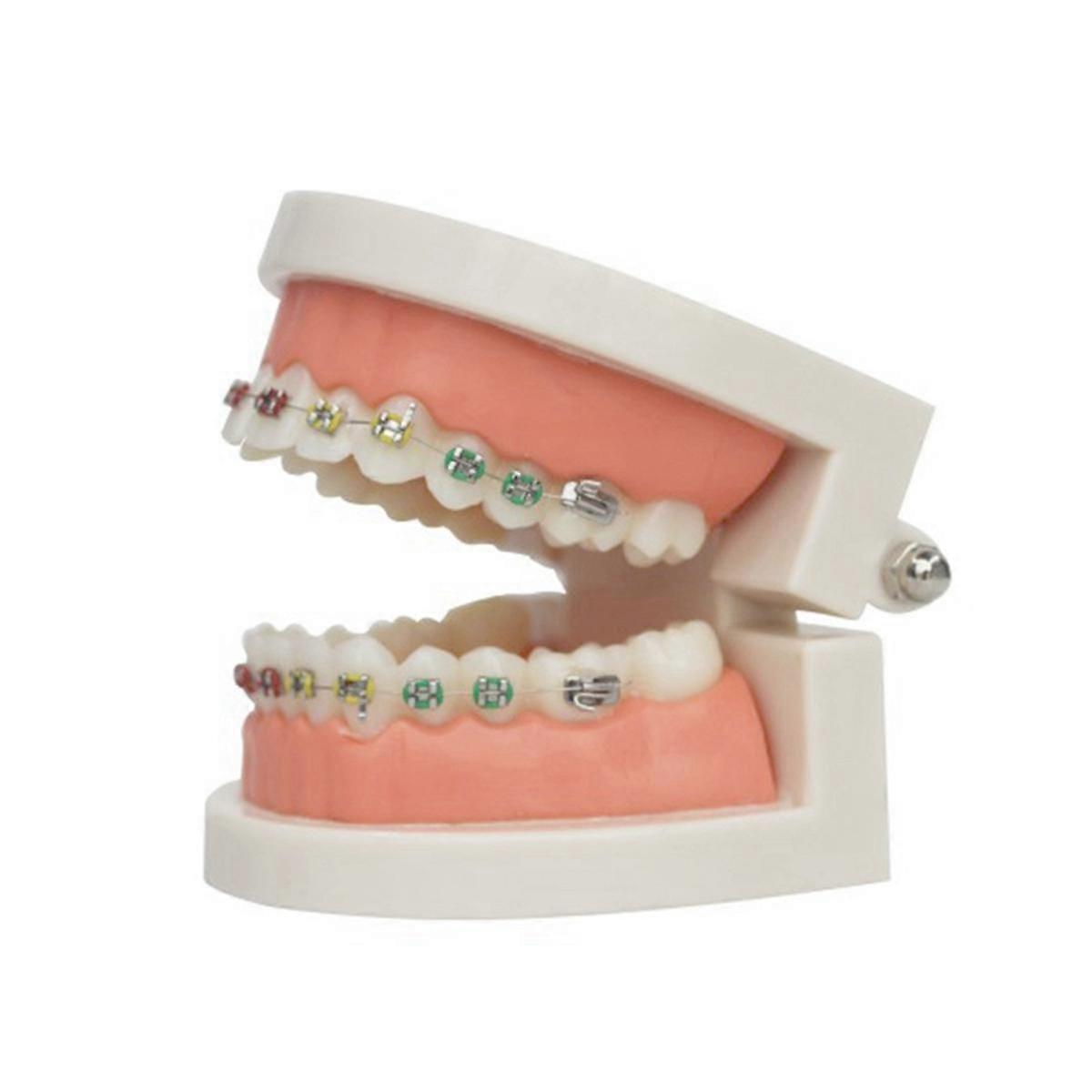 Dental Orthodontic Treatment Teeth Model with Bracket Arch Wire Buccal Tube Ligature Ties Dentist M