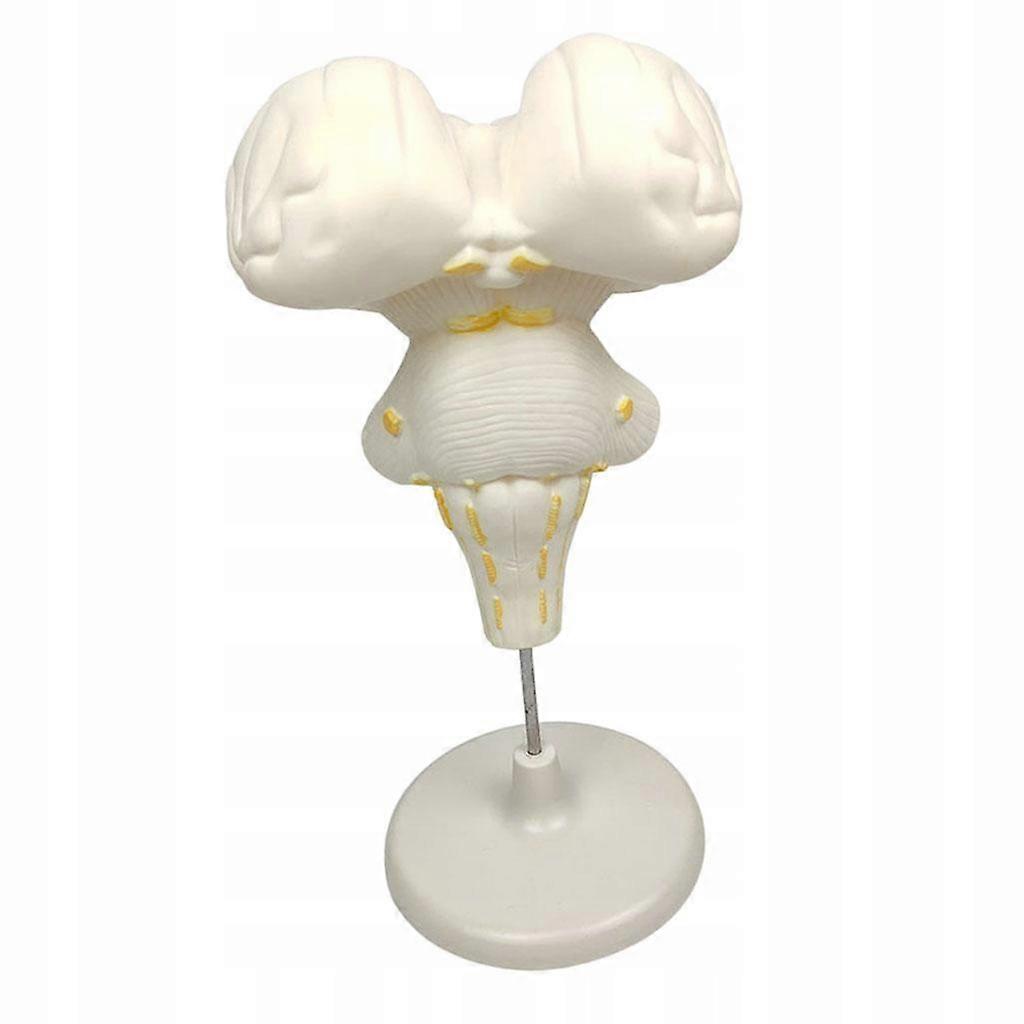 A Life-size Model Of The Structure Of The Brainstem In The Classroom