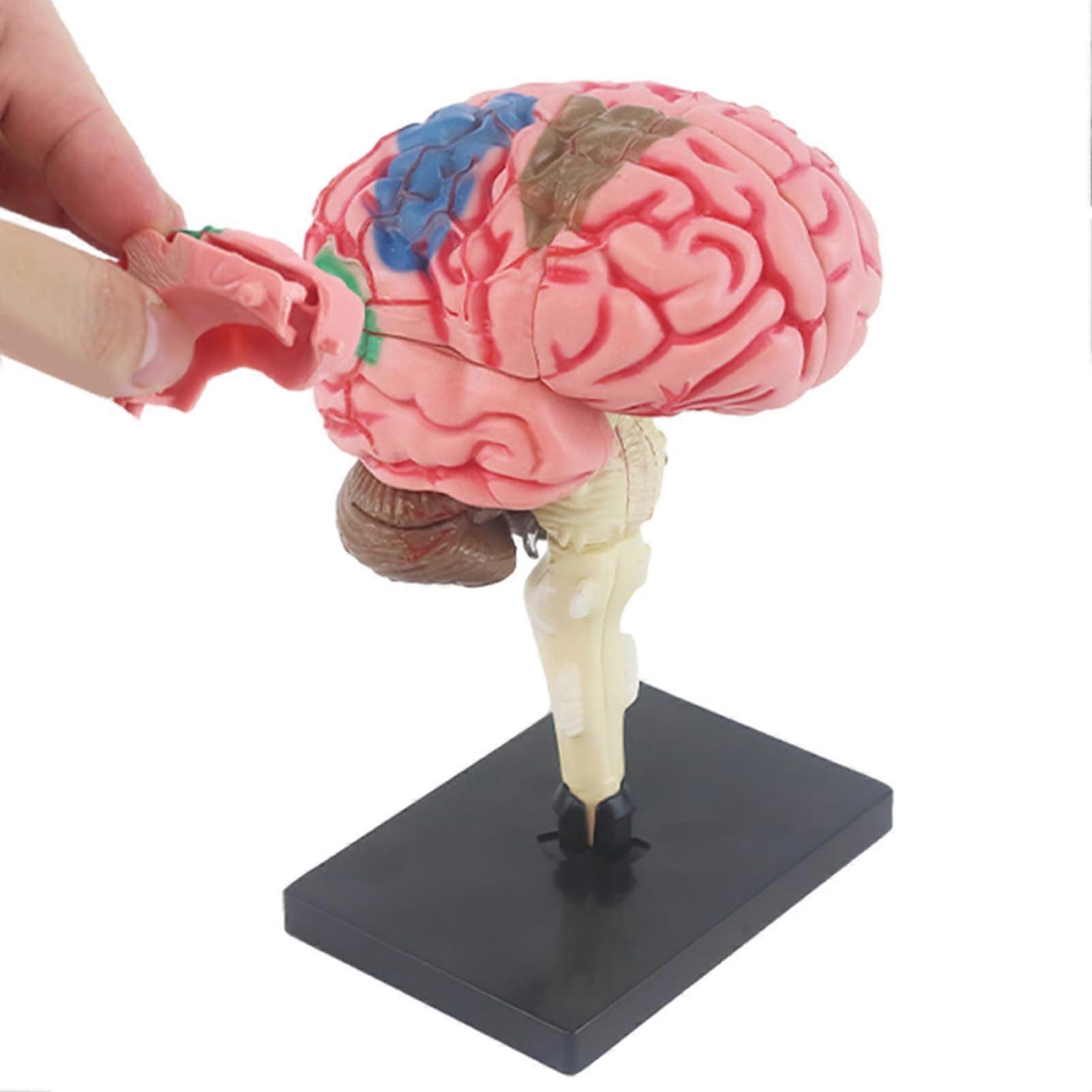 Human Brain Model with Base, Realistic Anatomical Structure for Medical Study and Classroom Teaching