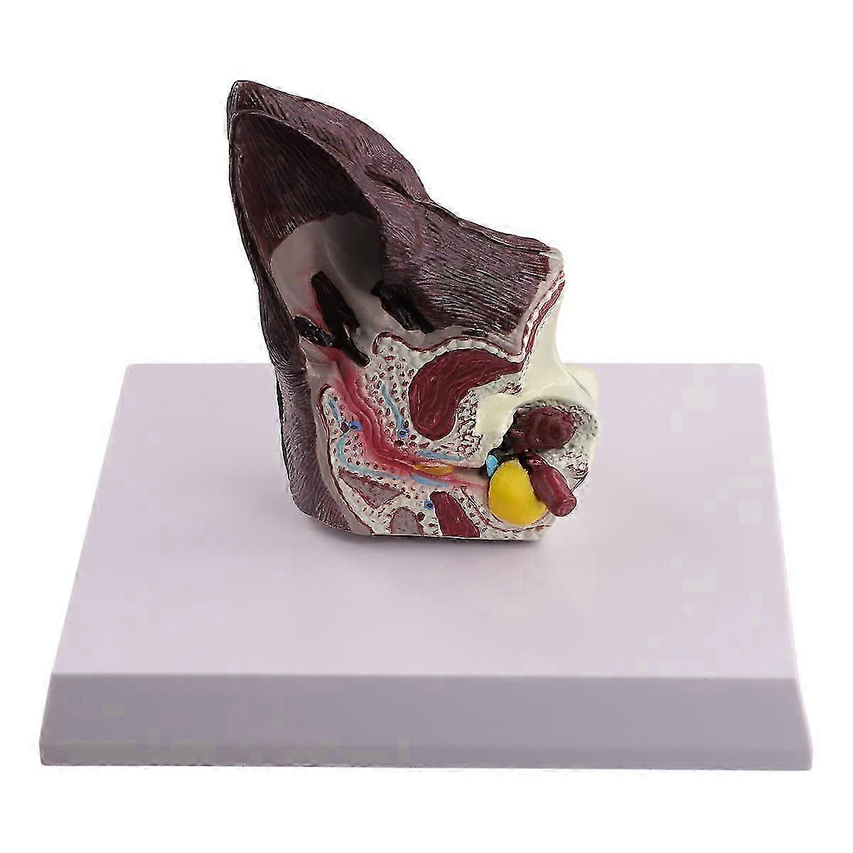 Dog Ear Lesion Animal Anatomy Model Veterinary Science Auxiliary Teaching Canines Research Direct Shipment, Dog Ears