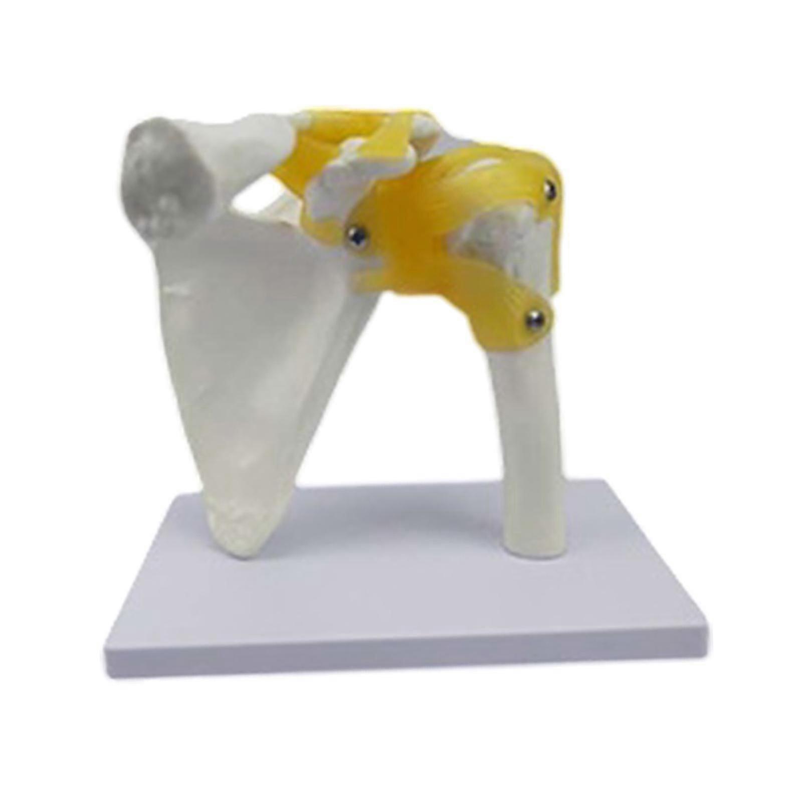 Human Joint Model Medical Training Educational Realistic for Display Science Shoulder