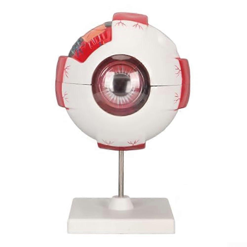 Anatomical Eye Model for Education with Removable Parts - 6 Functions, Detailed Eye Structure, Ideal for Teaching