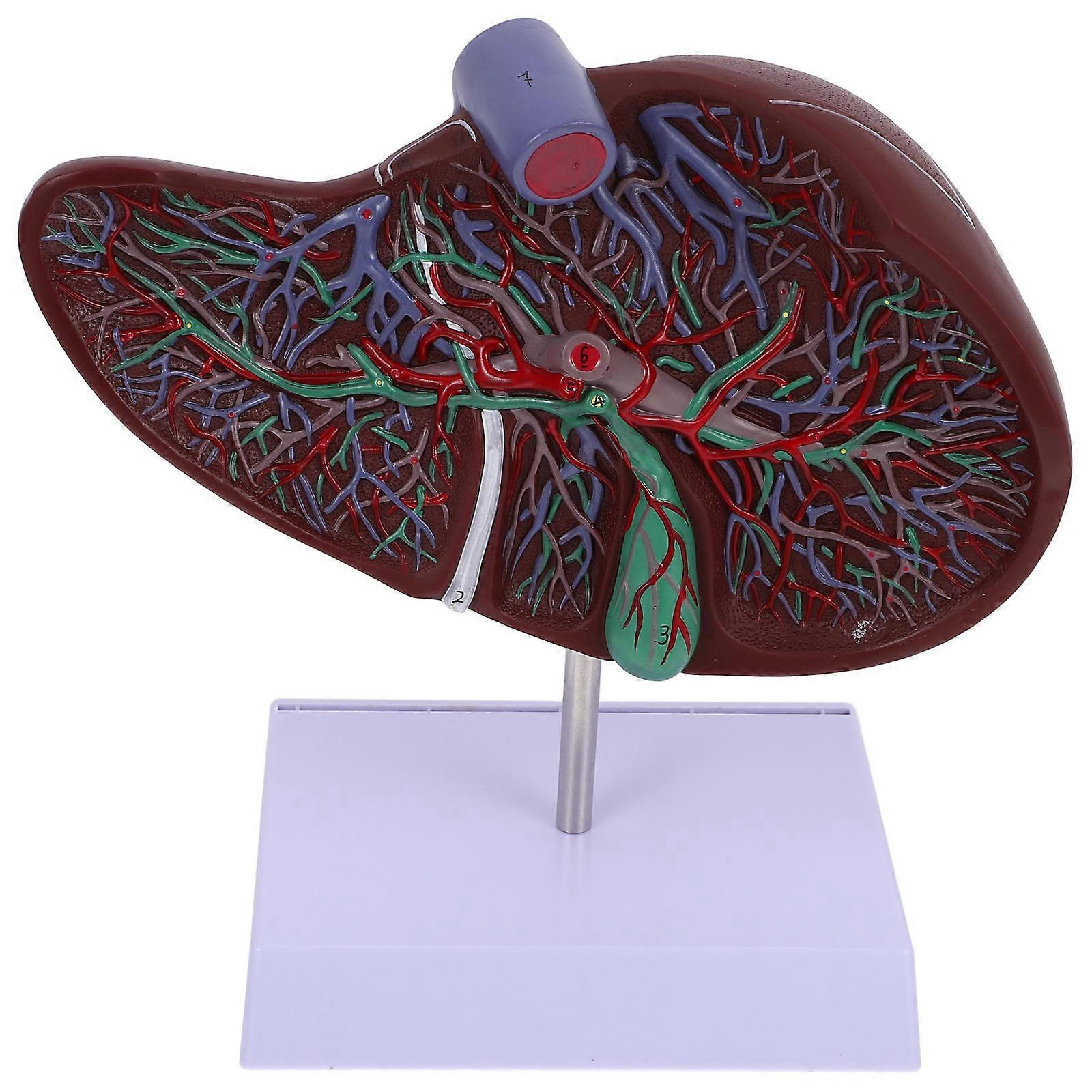 Anatomical Liver Model with Base – Realistic Human Liver Display for Medical Teaching, Nursing Schools & Training Institutions – Educational Use Only
