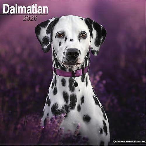 לוח שנה דלמטי 2026 לוח שנה מרובע לקיר של גזעי כלבים, ספר לוח שנה ל-16 חודשים