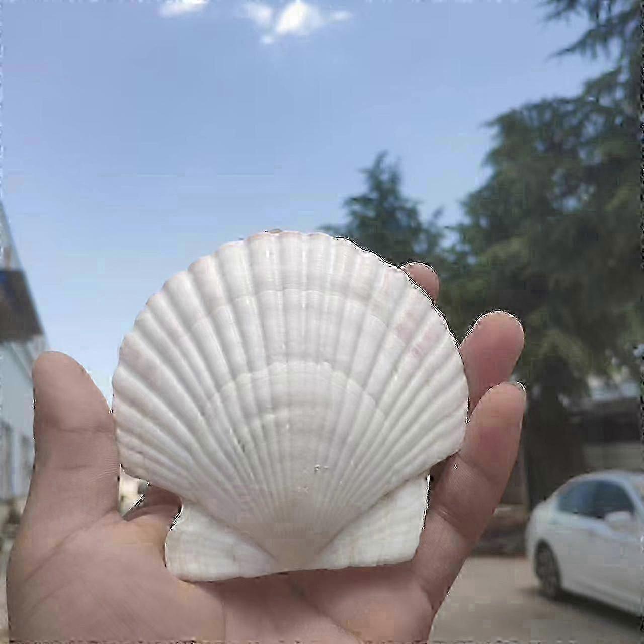 10 Pieces White Scallop Shells 7-8cm 10 Shells Large Natural Beach Shells Can Make DIY Fish Tank Vase Filler