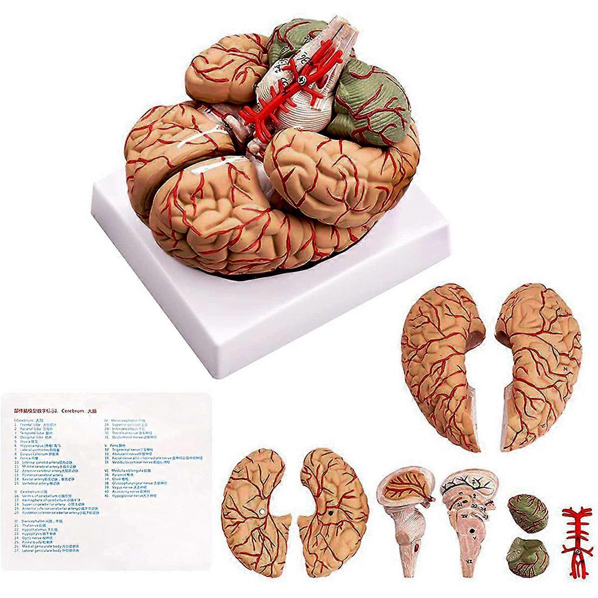 Human Brain,Life Size Human Brain Anatomy Model with Display Base, for Science Classroom Study & Teaching Display A